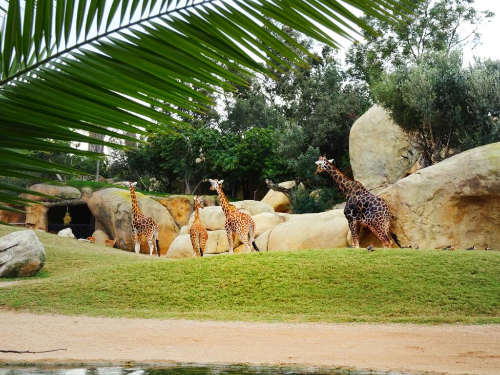 Giraffes at Valencia Bioparc