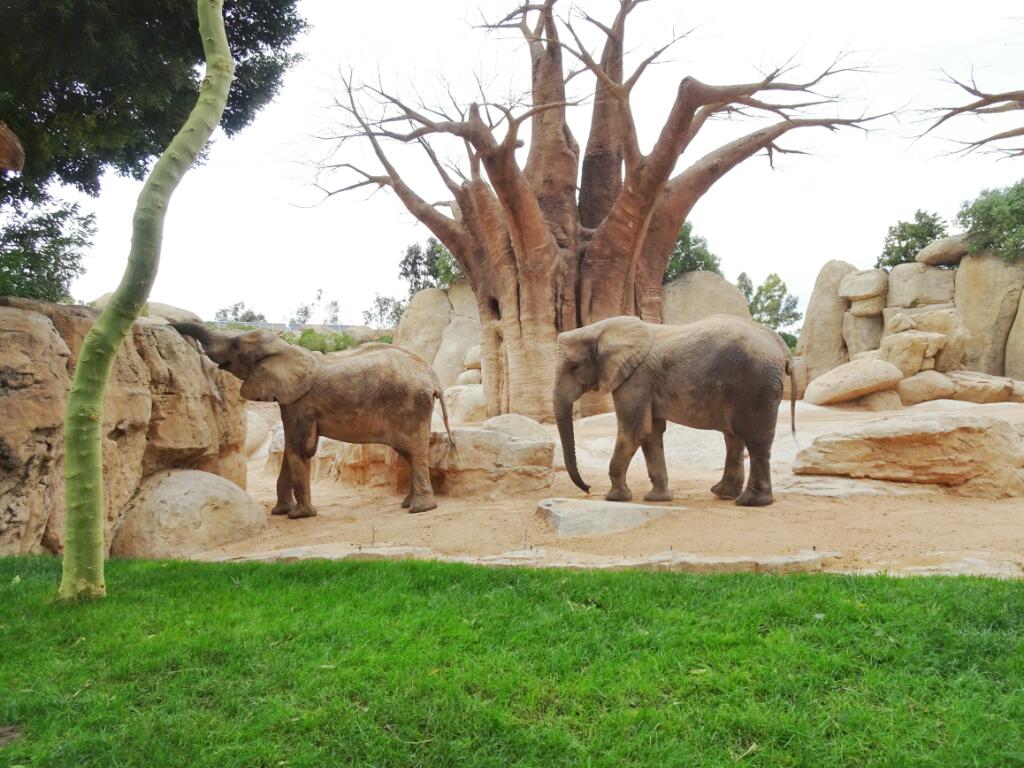 Elephants at Bioparc Valencia