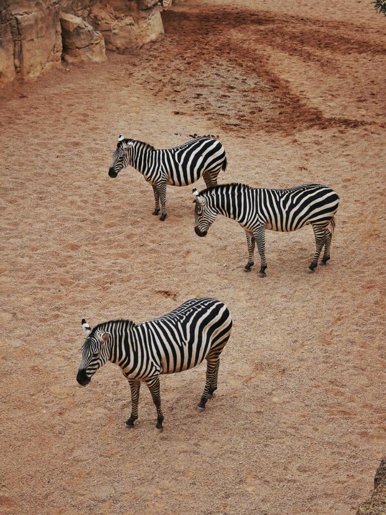 zebra at valencia bioparc