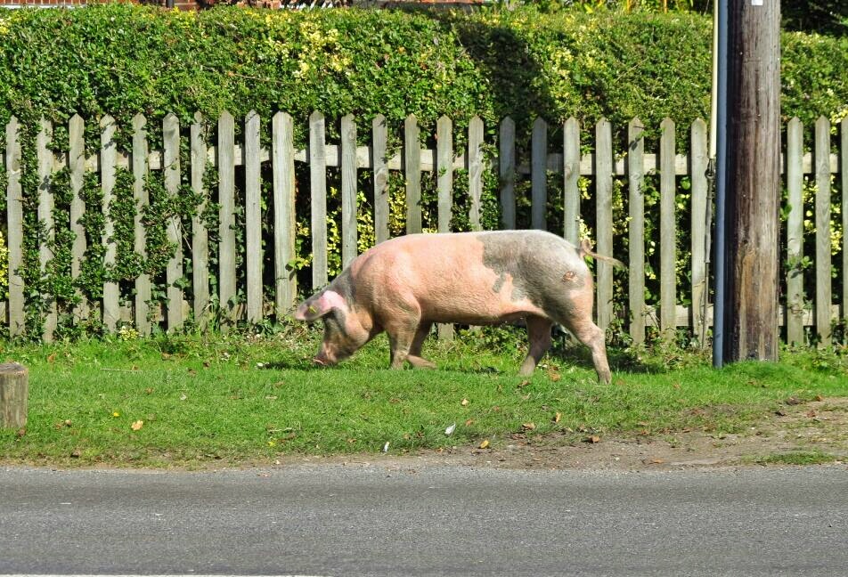 dorsetpig