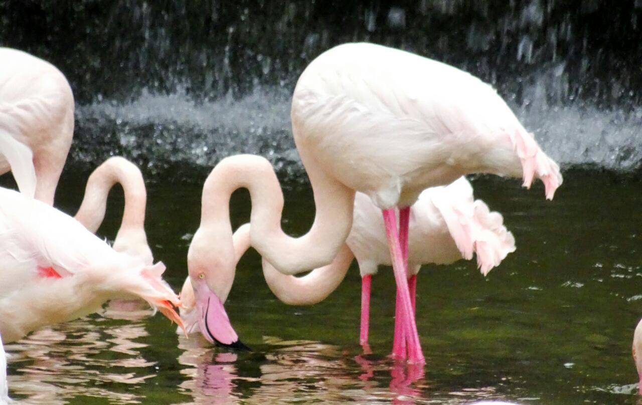 Flamingos at Bioparc Valencia