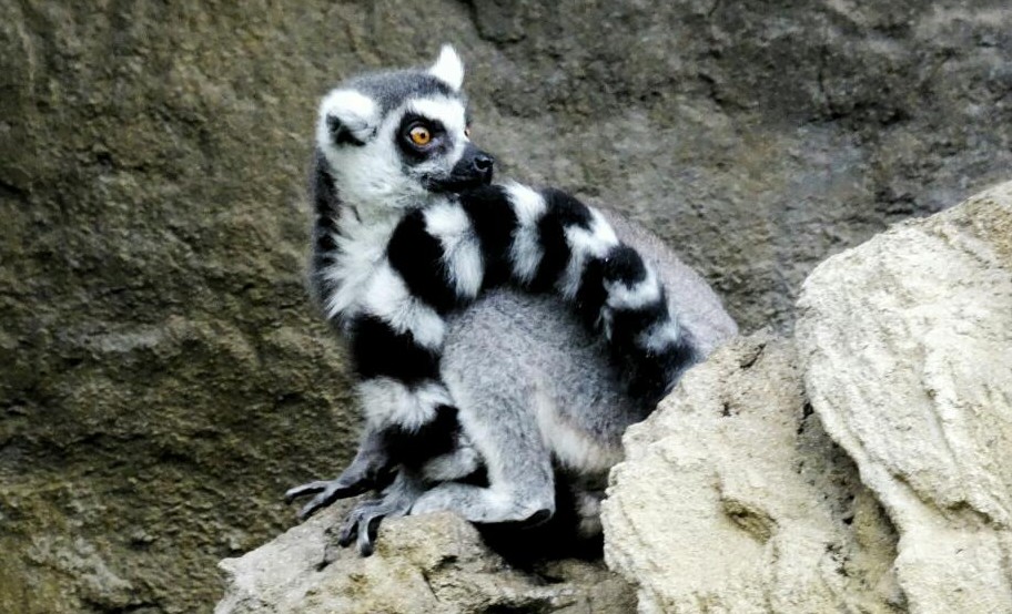 lemur at Valencia Bioparc