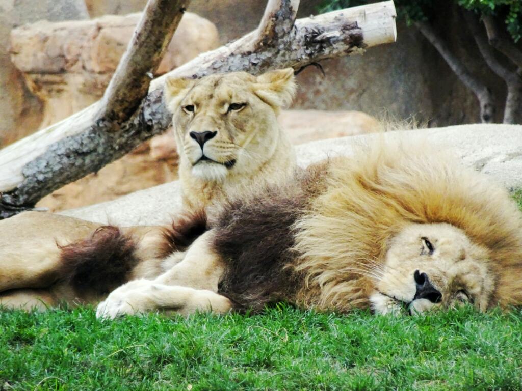 Lions at Bioparc Valencia