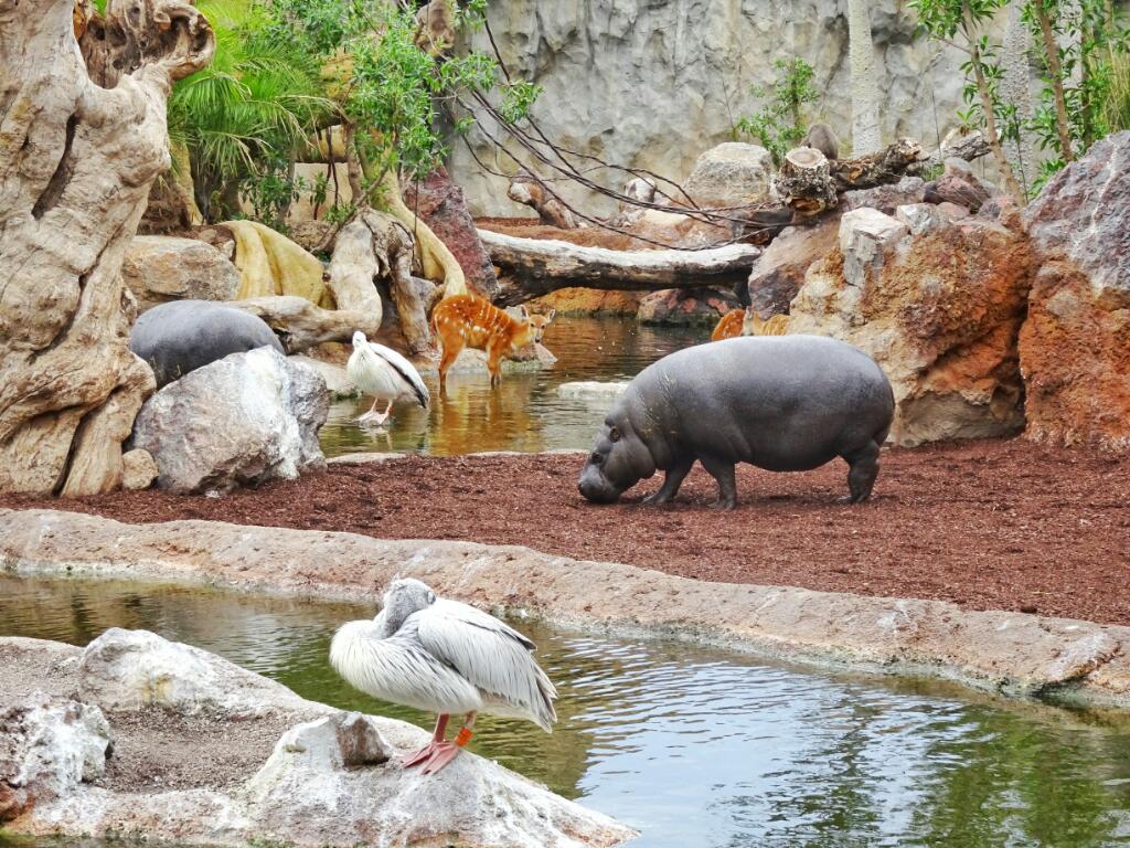 Pygmy Hippo Valencia Bioparc