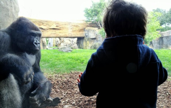 Gorillas at Bioparc Valencia