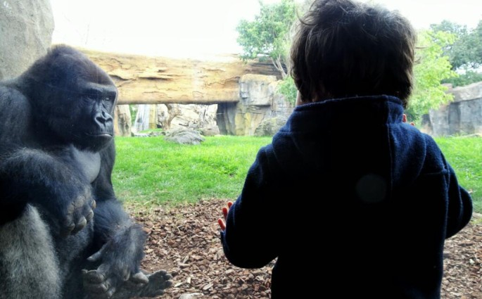 Gorillas at Bioparc Valencia