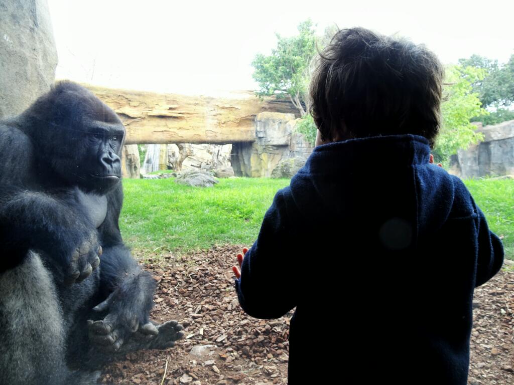 Gorillas at Bioparc Valencia