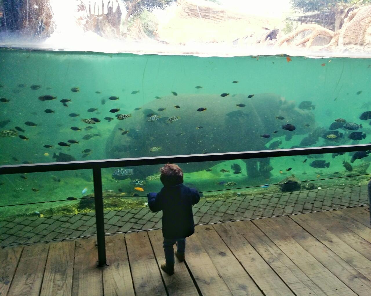 Hippopotamus in Valencia Bioparc